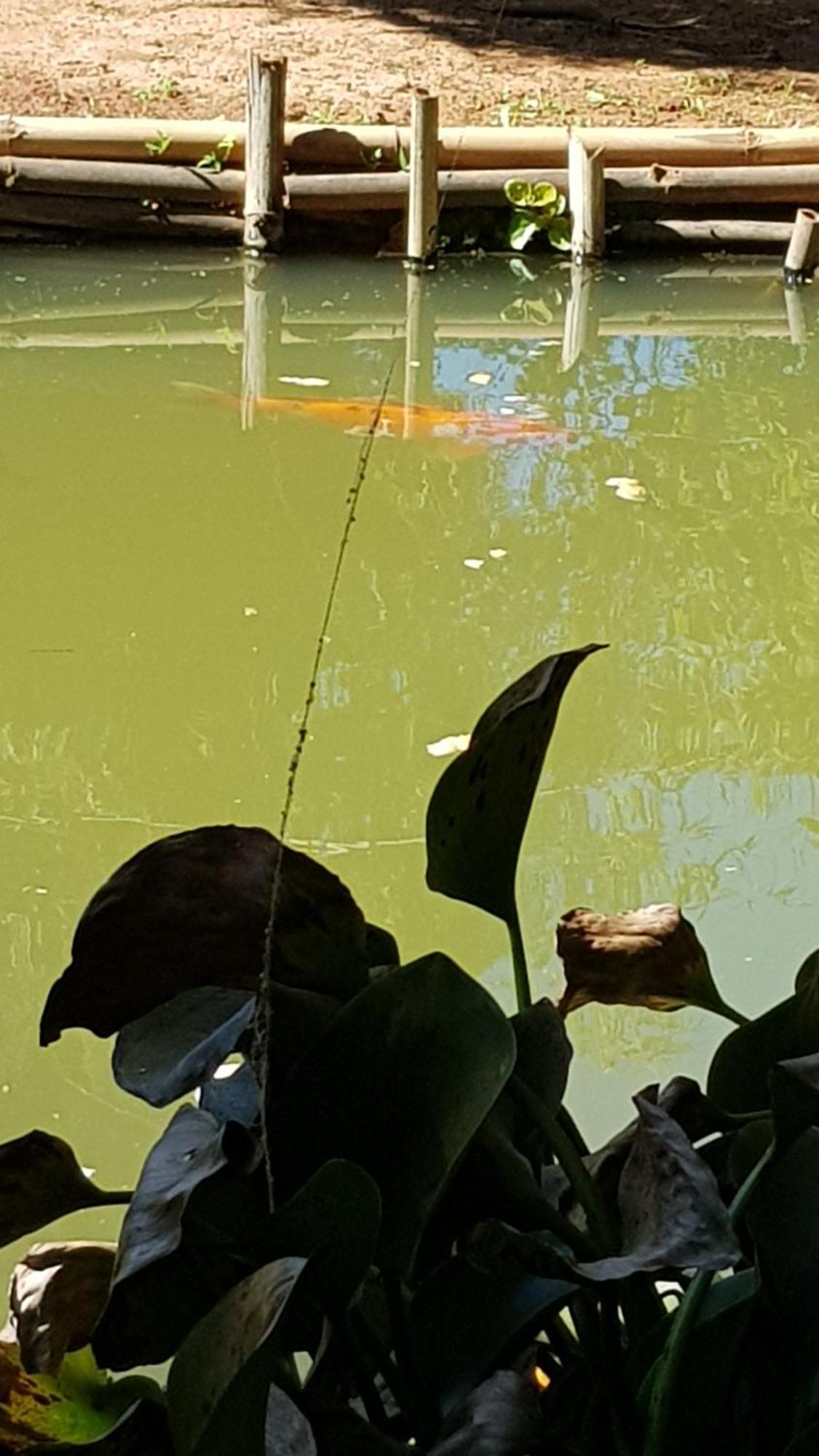 Chales Magia Das Aguas Águas de Lindóia Dış mekan fotoğraf